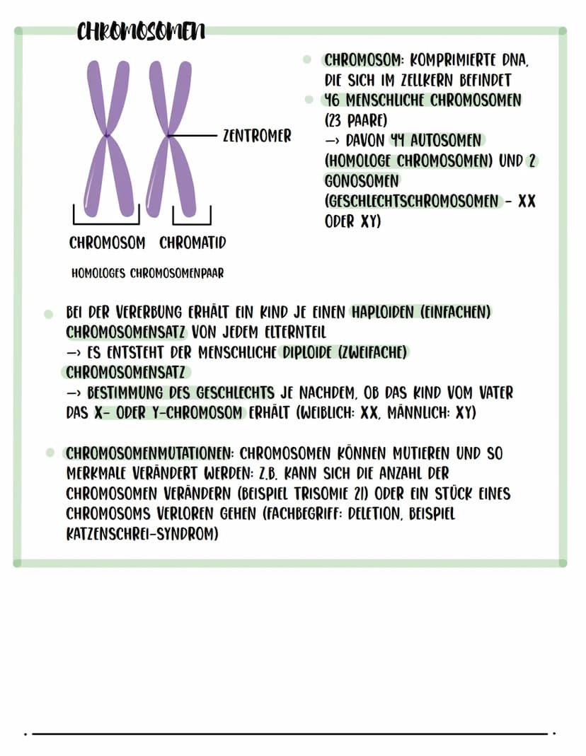 OMA
ABKÜRZUNG: DESOXYRIBONUKLEINSÄURE
TRÄGER DER ERBINFORMATION EINES LEBEWESENS
• KOMPLEMENTARE BASEN: ADENIN + THYMIN UND CYTOSIN + GUANIN