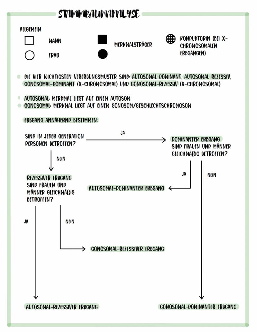 OMA
ABKÜRZUNG: DESOXYRIBONUKLEINSÄURE
TRÄGER DER ERBINFORMATION EINES LEBEWESENS
• KOMPLEMENTARE BASEN: ADENIN + THYMIN UND CYTOSIN + GUANIN
