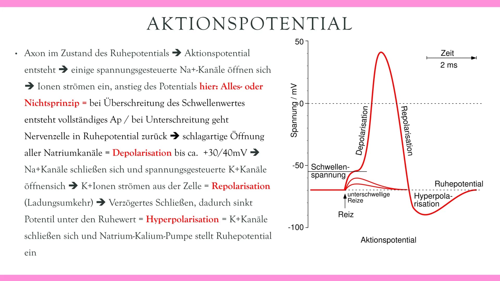 Neurobiologie VORABHINWEISE:
GRUND- und LEISTUNGSKURS:
Markhaltig Nervenzelle
Membranpotentiale und Erregungsleitung
Bau und Funktion der Sy