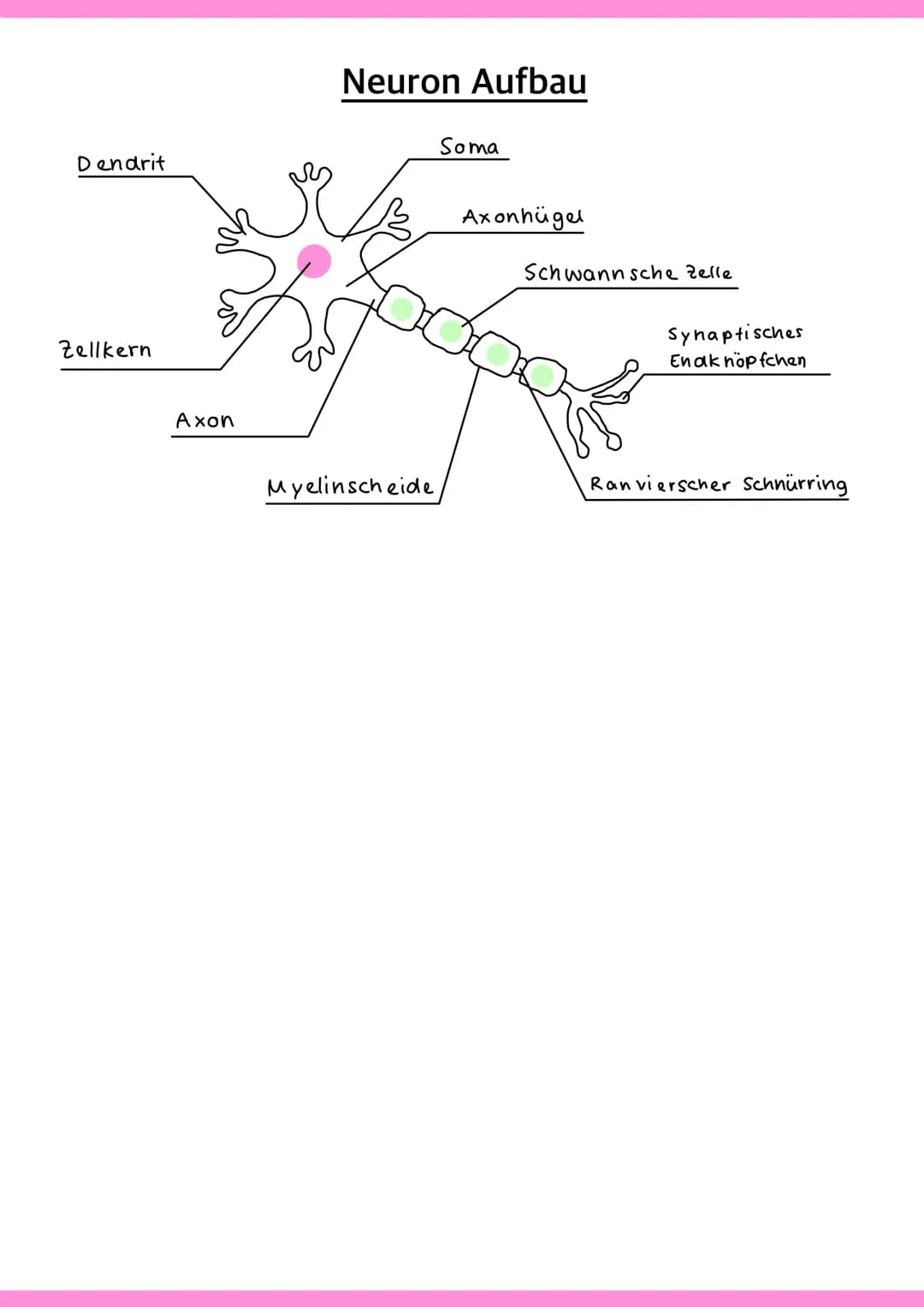 Neurobiologie VORABHINWEISE:
GRUND- und LEISTUNGSKURS:
Markhaltig Nervenzelle
Membranpotentiale und Erregungsleitung
Bau und Funktion der Sy