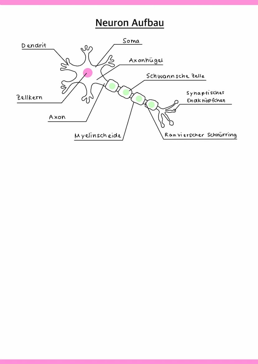 Neurobiologie VORABHINWEISE:
GRUND- und LEISTUNGSKURS:
Markhaltig Nervenzelle
Membranpotentiale und Erregungsleitung
Bau und Funktion der Sy