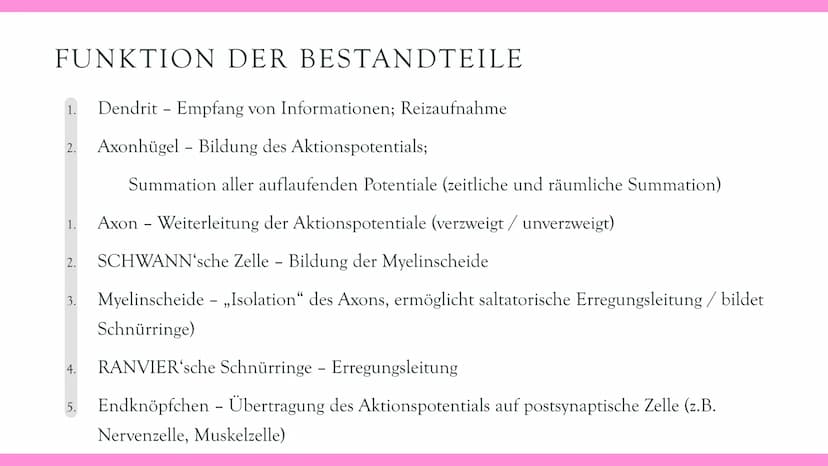 Neurobiologie VORABHINWEISE:
GRUND- und LEISTUNGSKURS:
Markhaltig Nervenzelle
Membranpotentiale und Erregungsleitung
Bau und Funktion der Sy