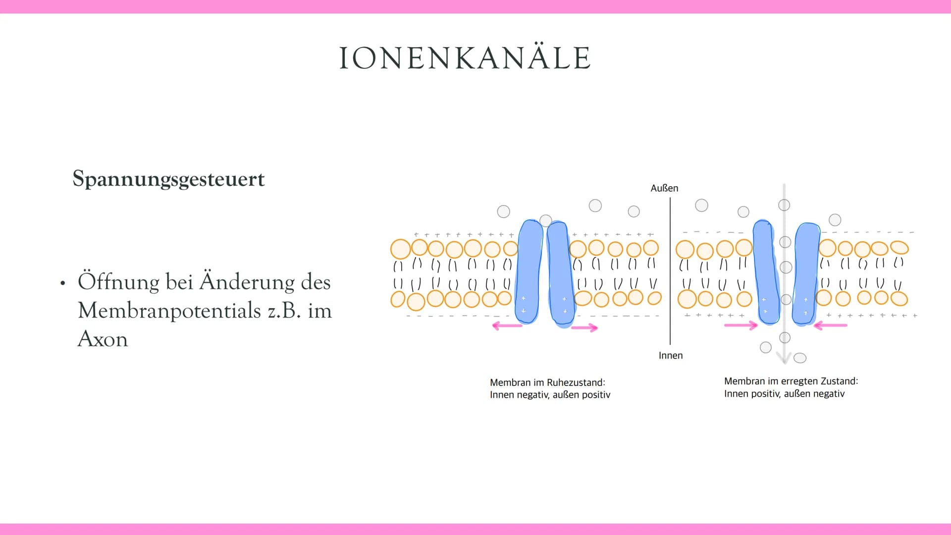Neurobiologie VORABHINWEISE:
GRUND- und LEISTUNGSKURS:
Markhaltig Nervenzelle
Membranpotentiale und Erregungsleitung
Bau und Funktion der Sy