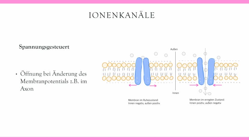 Neurobiologie VORABHINWEISE:
GRUND- und LEISTUNGSKURS:
Markhaltig Nervenzelle
Membranpotentiale und Erregungsleitung
Bau und Funktion der Sy