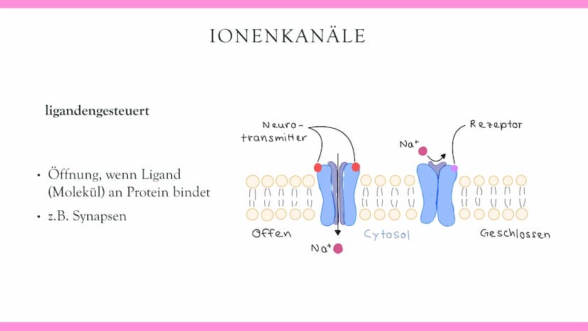 Neurobiologie VORABHINWEISE:
GRUND- und LEISTUNGSKURS:
Markhaltig Nervenzelle
Membranpotentiale und Erregungsleitung
Bau und Funktion der Sy