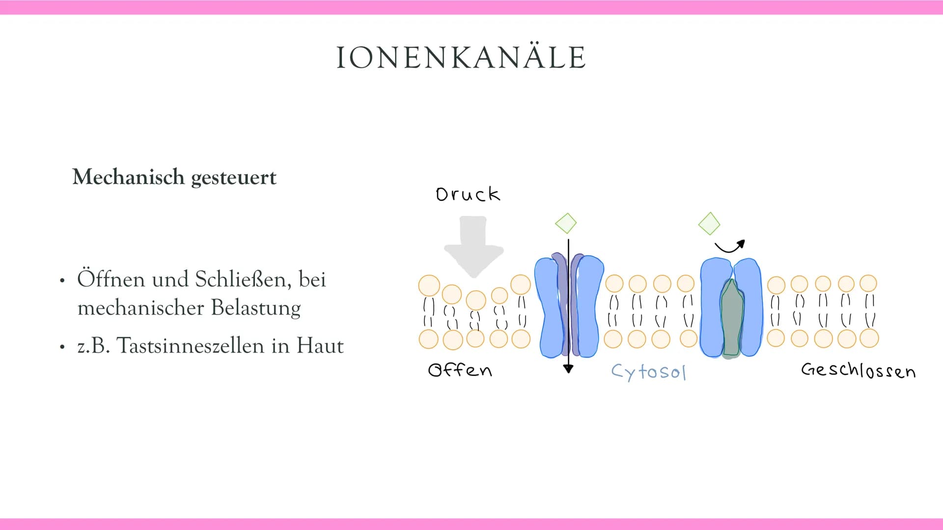 Neurobiologie VORABHINWEISE:
GRUND- und LEISTUNGSKURS:
Markhaltig Nervenzelle
Membranpotentiale und Erregungsleitung
Bau und Funktion der Sy