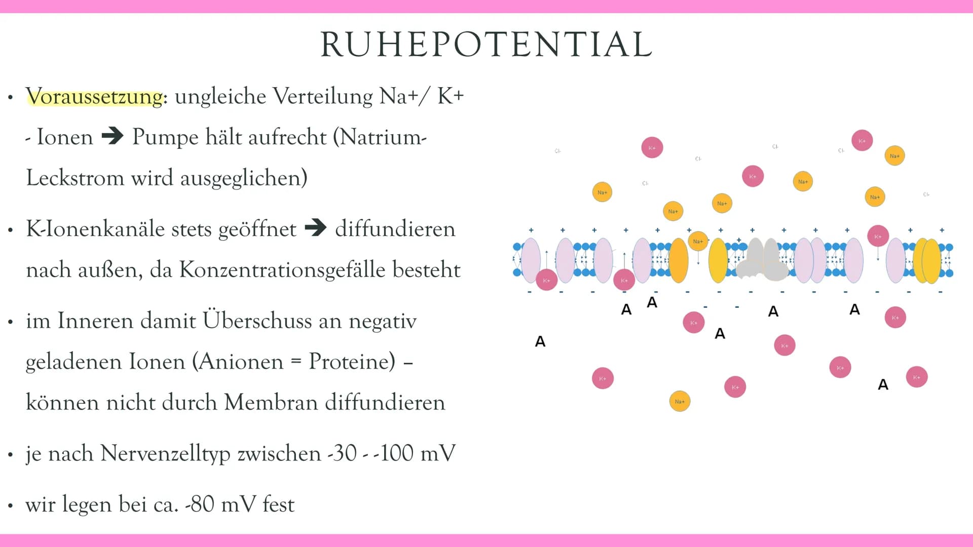 Neurobiologie VORABHINWEISE:
GRUND- und LEISTUNGSKURS:
Markhaltig Nervenzelle
Membranpotentiale und Erregungsleitung
Bau und Funktion der Sy