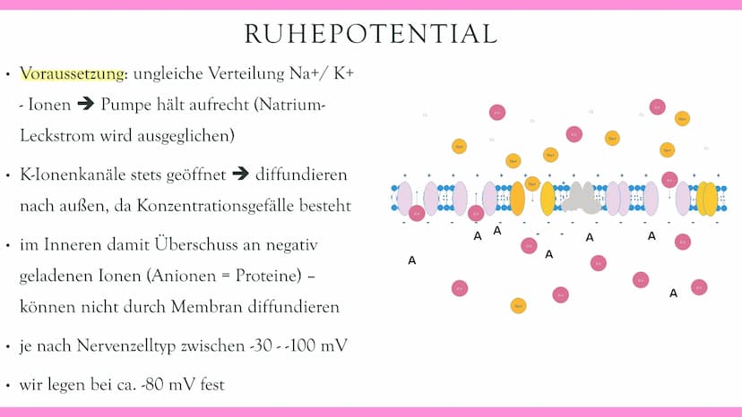 Neurobiologie VORABHINWEISE:
GRUND- und LEISTUNGSKURS:
Markhaltig Nervenzelle
Membranpotentiale und Erregungsleitung
Bau und Funktion der Sy