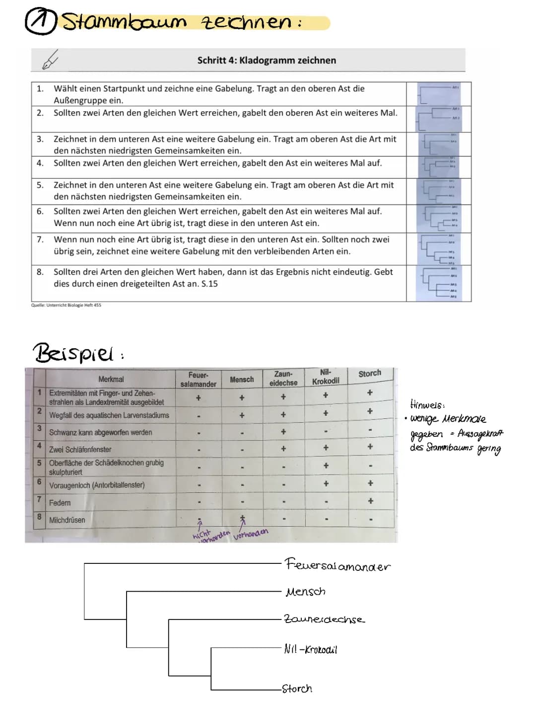 Kladogramme