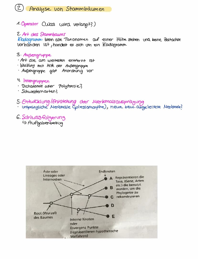 Ⓒ
1.
Wählt einen Startpunkt und zeichne eine Gabelung. Tragt an den oberen Ast die
Außengruppe ein.
2. Sollten zwei Arten den gleichen Wert 