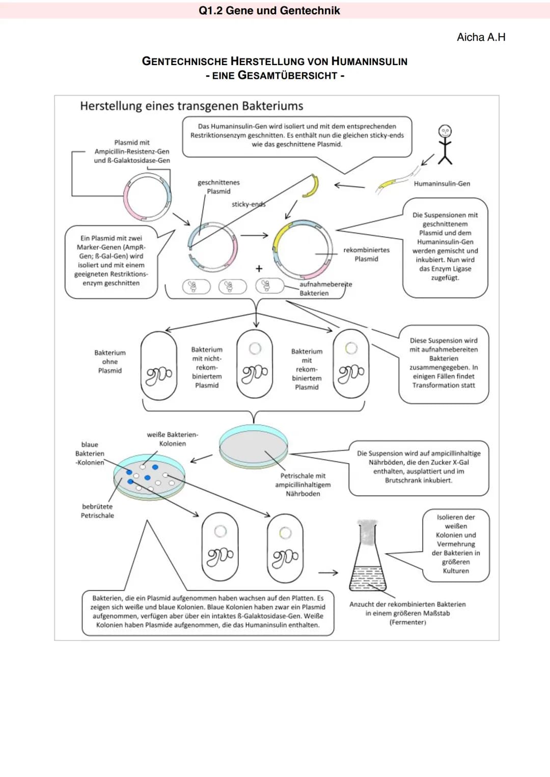 Q1.2 Gene und Gentechnik
Aicha A.H
Genklonierung
Verfahren, bei dem ein gewünschtes DNA-Fragment in einen Vektor wie ein Plasmid eingefügt
w