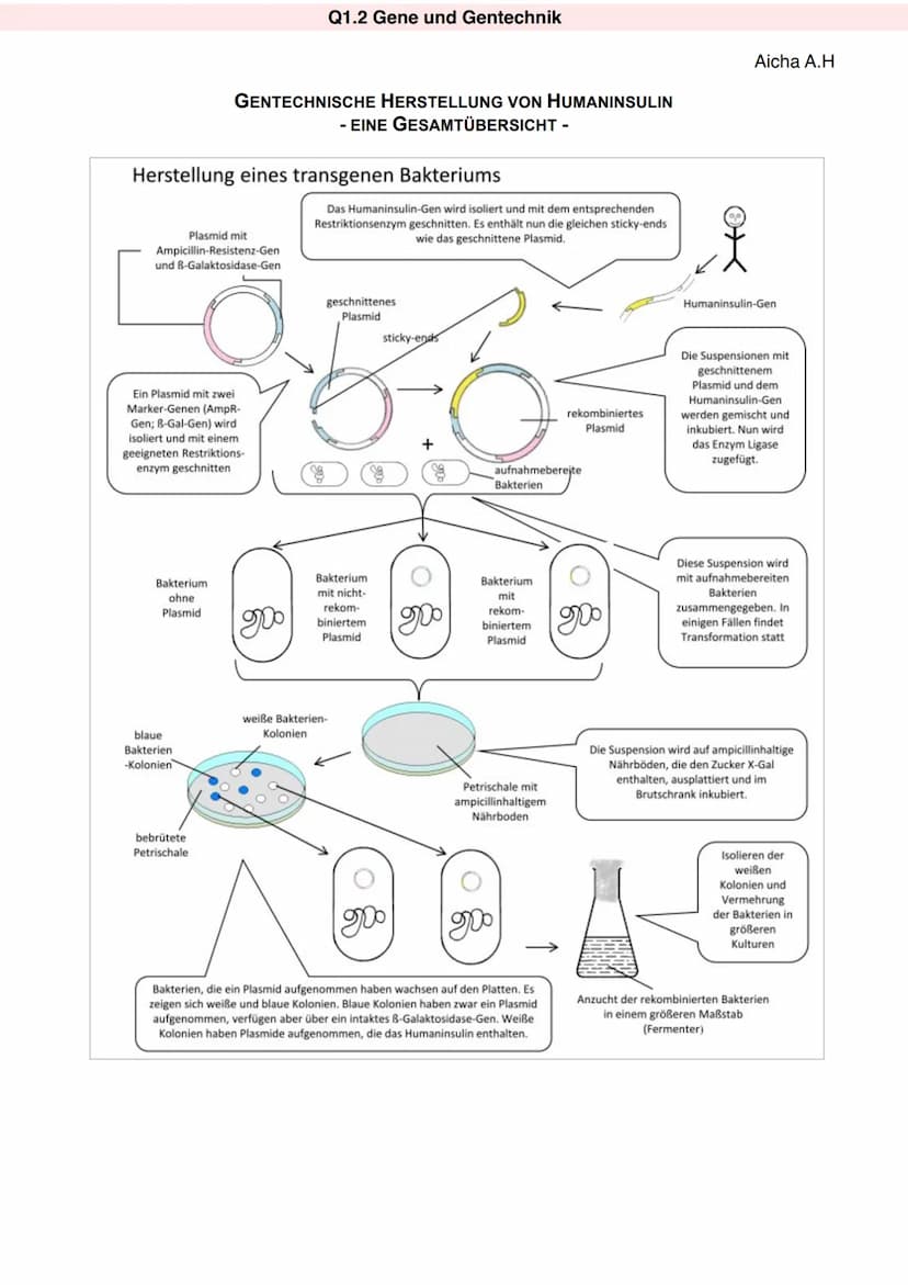 Q1.2 Gene und Gentechnik
Aicha A.H
Genklonierung
Verfahren, bei dem ein gewünschtes DNA-Fragment in einen Vektor wie ein Plasmid eingefügt
w