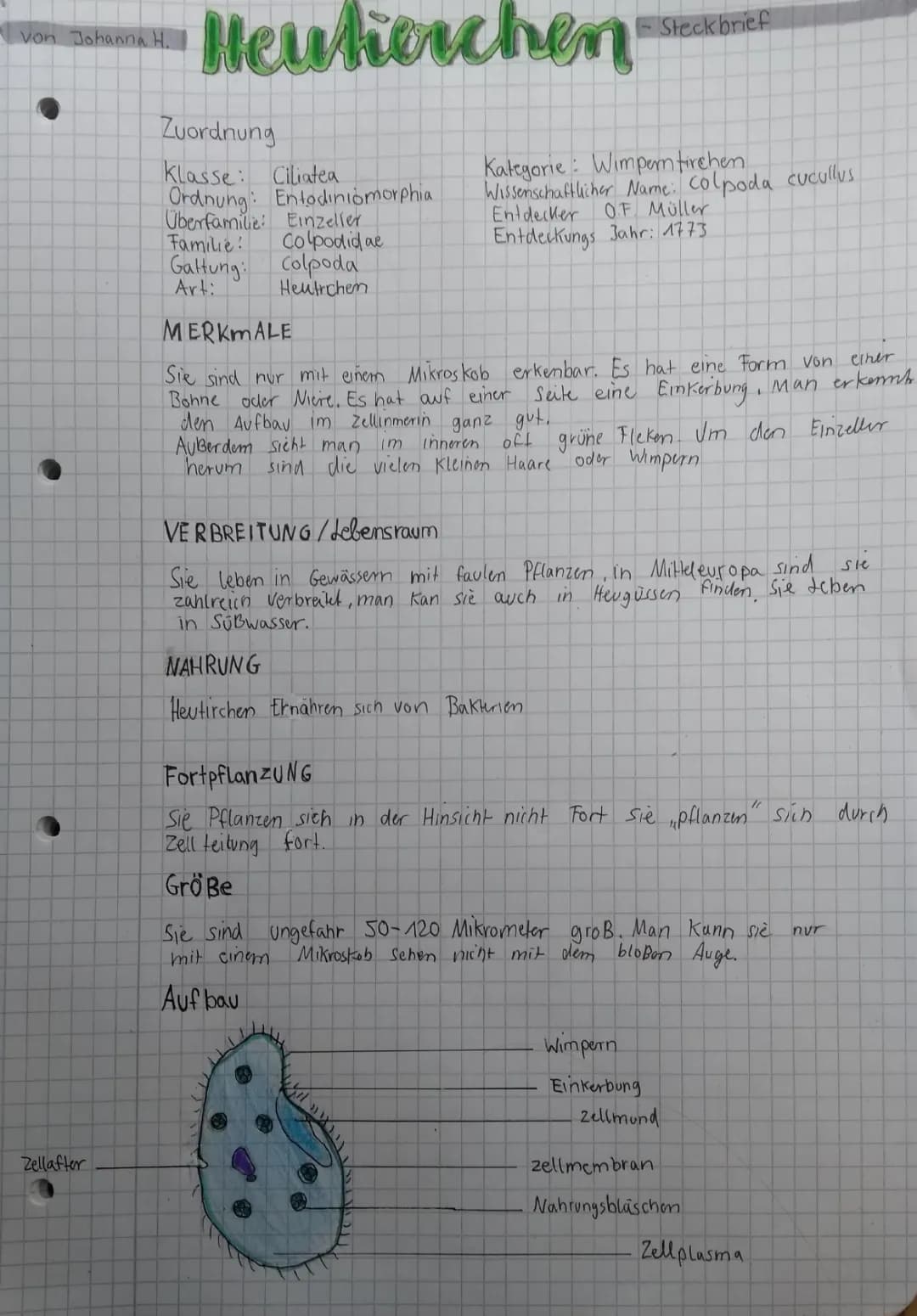 Heutierchen: Steckbrief und Ernährung von Pantoffeltierchen, Glockentierchen & Co.