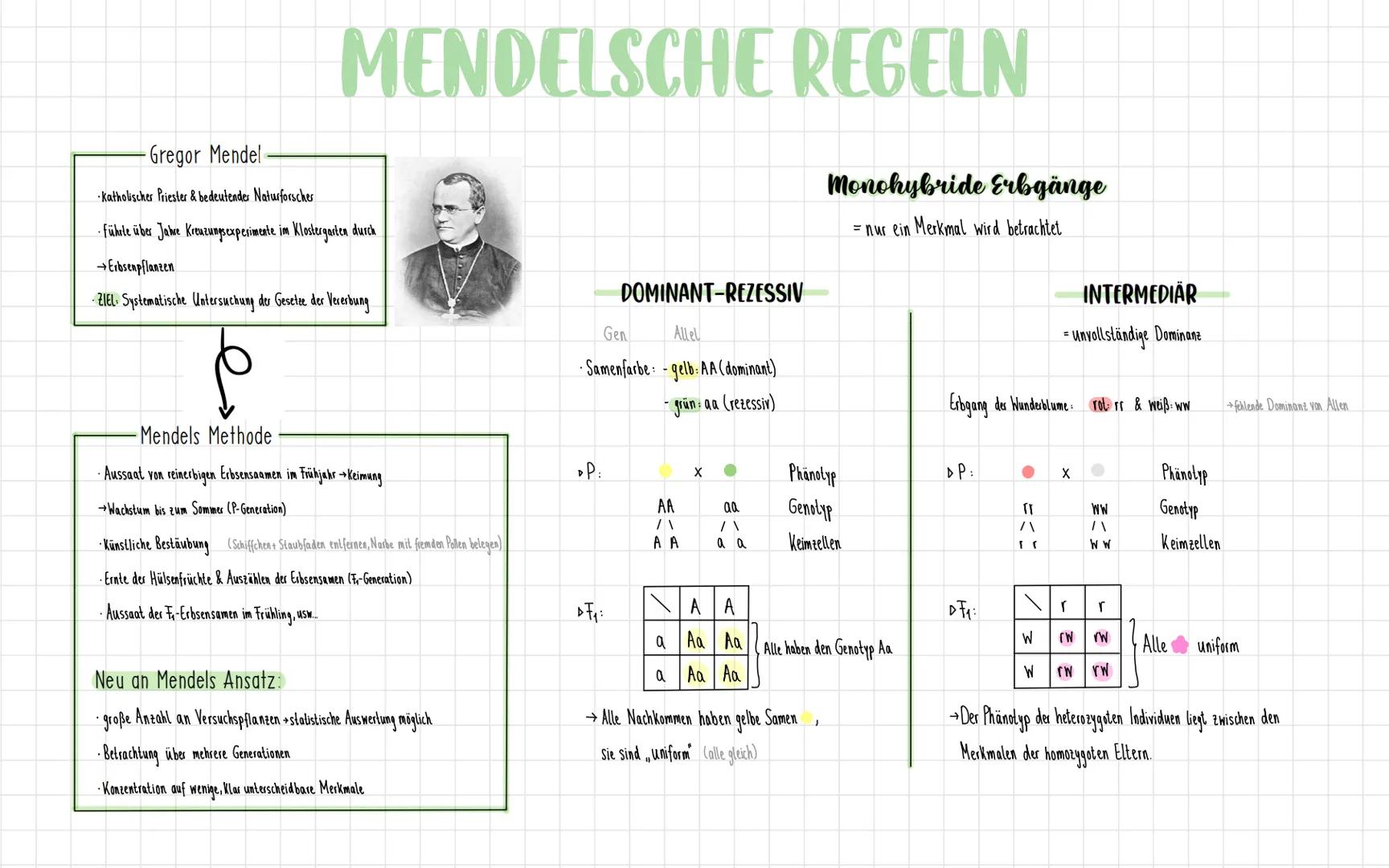 # MENDELSCHE REGELN

Gregor Mendel

- Katholischer Priester & bedeutender Naturforscher

- fühlte über Jahre Kreuzungsexperimente im Kloster