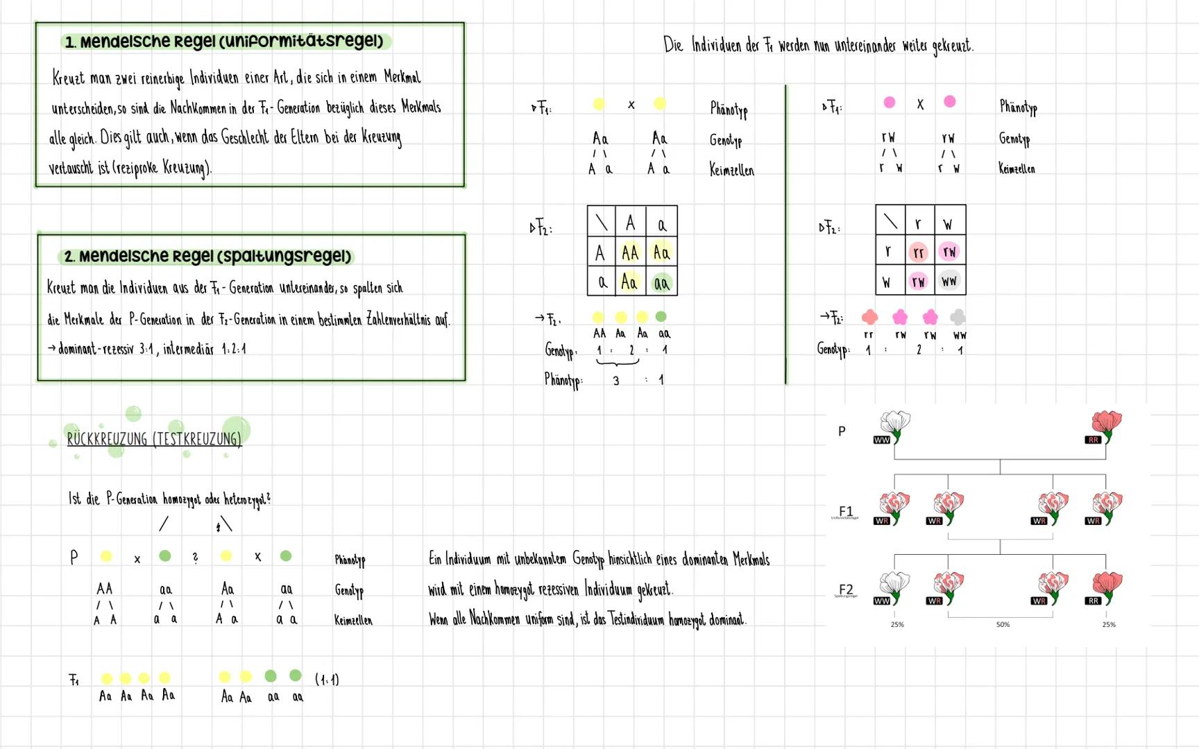 # MENDELSCHE REGELN

Gregor Mendel

- Katholischer Priester & bedeutender Naturforscher

- fühlte über Jahre Kreuzungsexperimente im Kloster