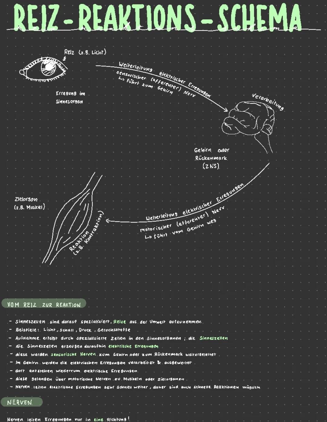 Wie funktioniert das Reiz-Reaktions-Schema in der Nervenweiterleitung?