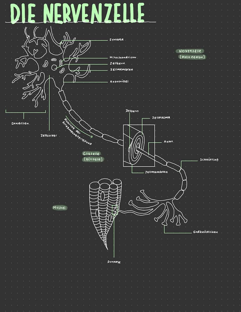 REIZ-REAKTIONS-SCHEMA
Zielorgon
(z. B. Muskel)
Reiz (z. B. Licht)
Erregung im
Sinnes organ
VOM REIZ ZUR REAKTION.
NERVEN
Reaktion
2.B. Kontr
