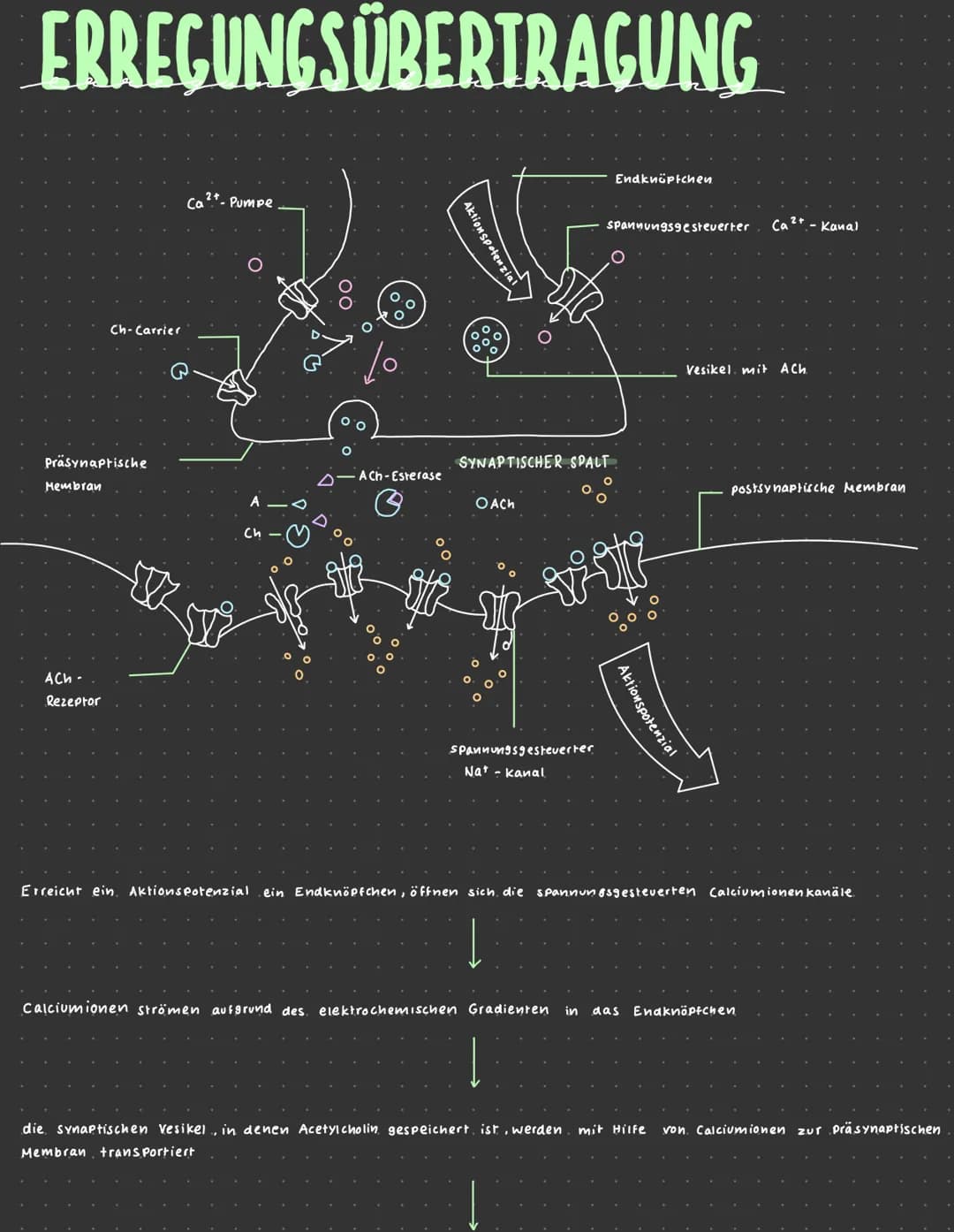 REIZ-REAKTIONS-SCHEMA
Zielorgon
(z. B. Muskel)
Reiz (z. B. Licht)
Erregung im
Sinnes organ
VOM REIZ ZUR REAKTION.
NERVEN
Reaktion
2.B. Kontr