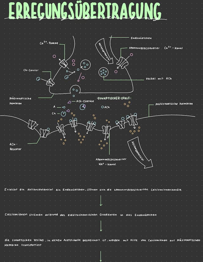 REIZ-REAKTIONS-SCHEMA
Zielorgon
(z. B. Muskel)
Reiz (z. B. Licht)
Erregung im
Sinnes organ
VOM REIZ ZUR REAKTION.
NERVEN
Reaktion
2.B. Kontr