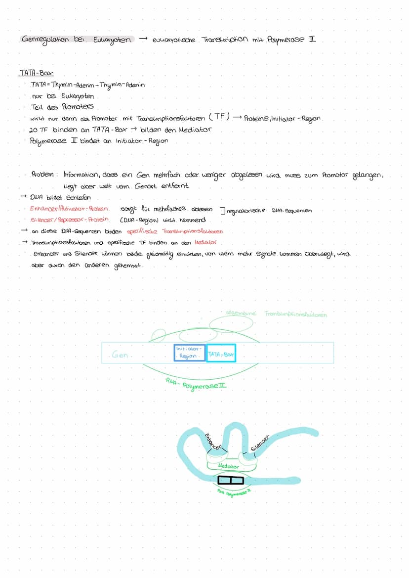 Definition → Teilgebiet der Genetik, welches sich mit der Veränderung des Erbomaderials ohne Anderungen des genetisches codes beschäftigt
zu