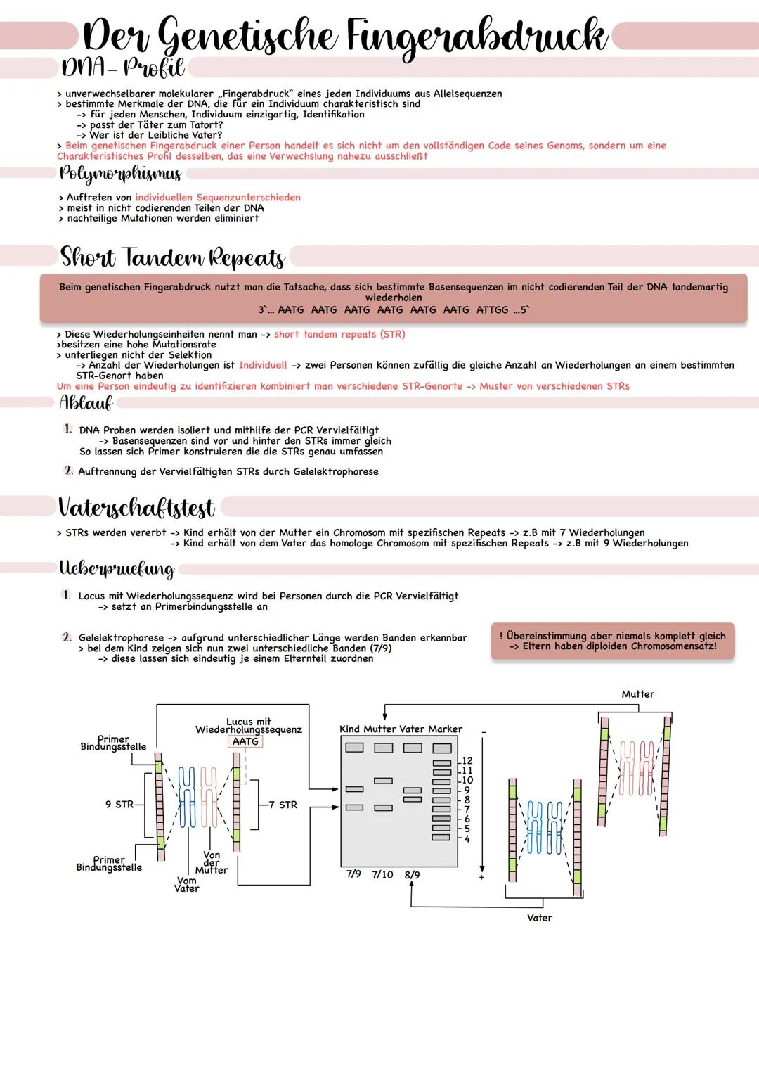 # Der Genetische Fingerabdruck
DNA-Profil

> unverwechselbarer molekularer „Fingerabdruck" eines jeden Individuums aus Allelsequenzen
> best