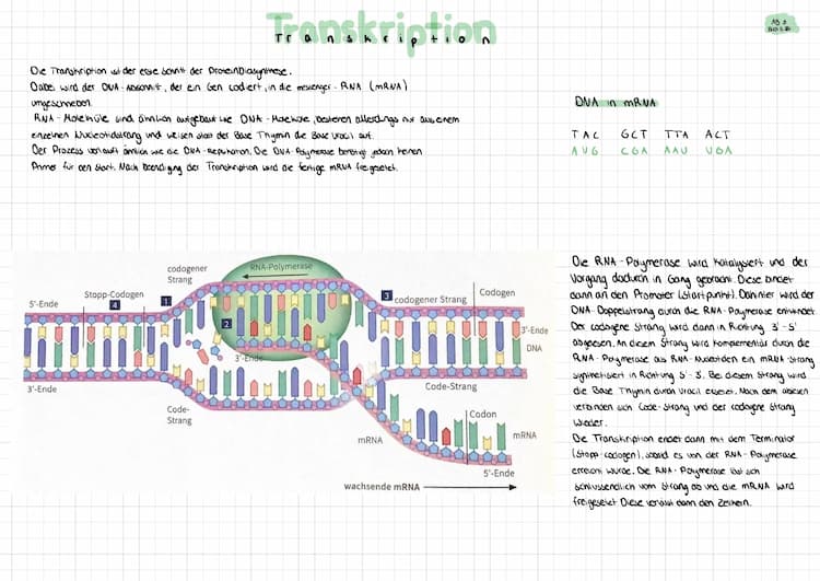 Know Transkription und Translation thumbnail