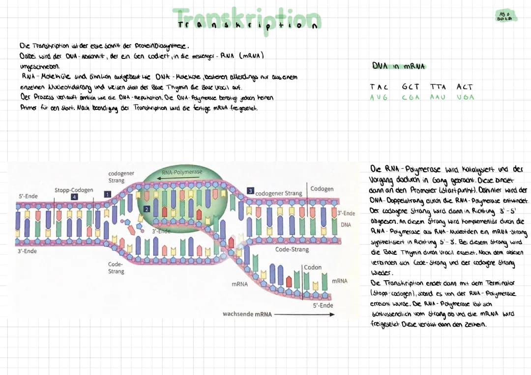 Transkription und Translation