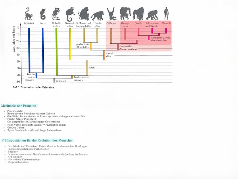 Der Mensch
Systematische Klassifizierung des Menschen
Klasse: Mammalia (Säugetiere)
Ordnung: Primates (Primaten)
Unterordnung: Haplorrhini (