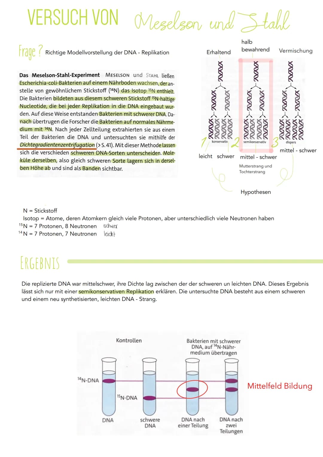 VERSUCH VON Meselson und Stahl
halb
bewahrend
Frage? Richtige Modellvorstellung der DNA - Replikation
Das Meselson-Stahl-Experiment MESELSON