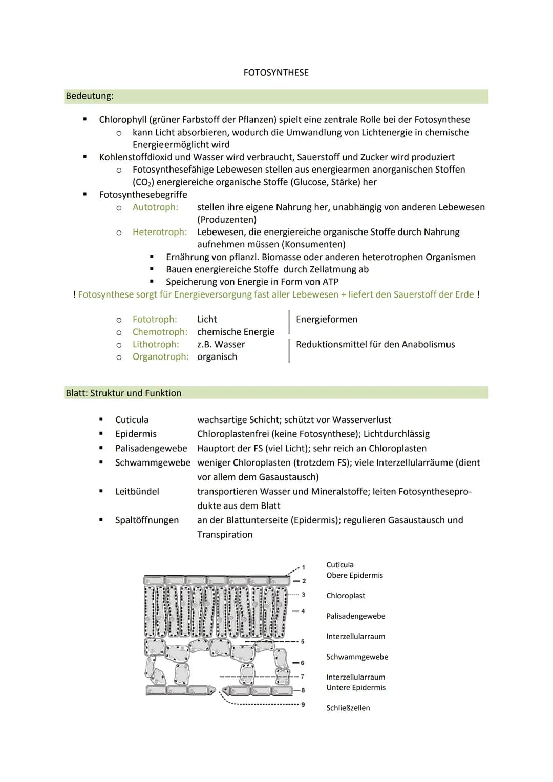 Bedeutung:
■
■
■
Chlorophyll (grüner Farbstoff der Pflanzen) spielt eine zentrale Rolle bei der Fotosynthese
O kann Licht absorbieren, wodur