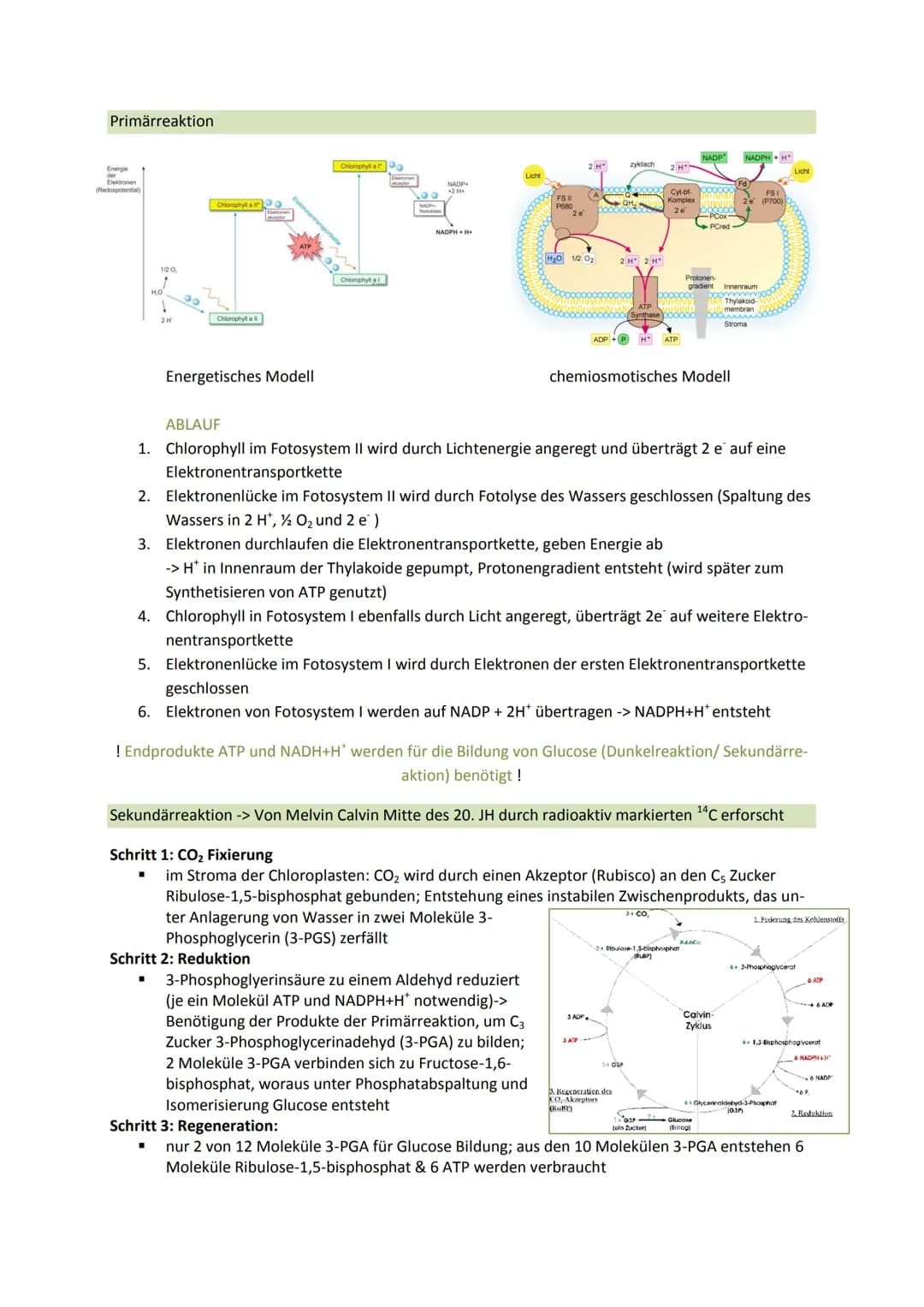 Bedeutung:
■
■
■
Chlorophyll (grüner Farbstoff der Pflanzen) spielt eine zentrale Rolle bei der Fotosynthese
O kann Licht absorbieren, wodur