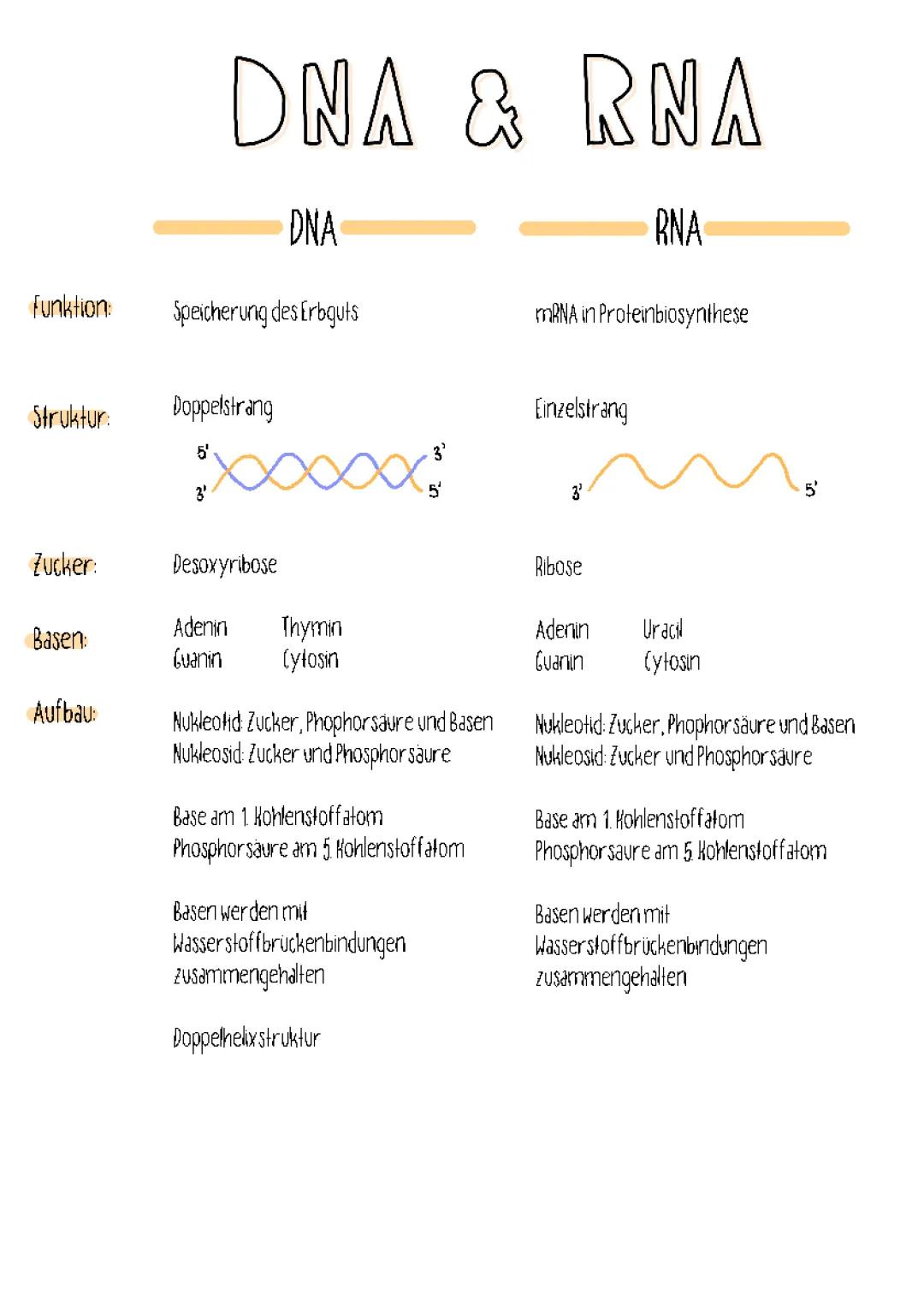 DNA und RNA