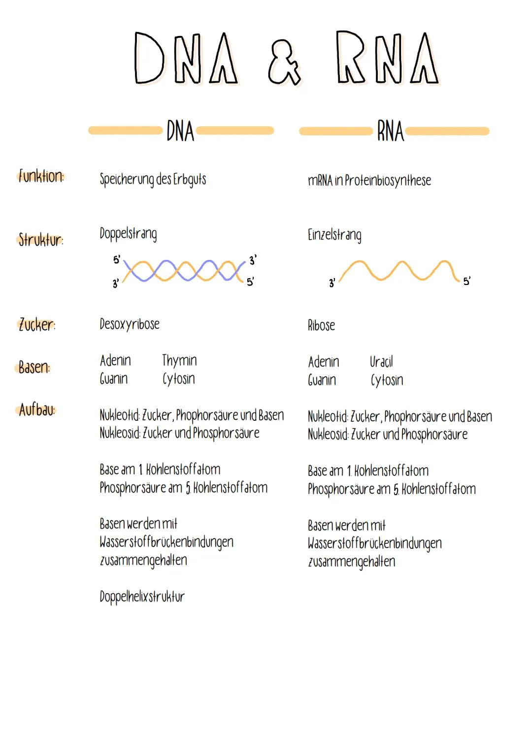 Funktion:
Struktur:
Zucker:
Basen:
Aufbau:
Speicherung des Erbguts
DNA & RNA
DNA
RNA
Doppelstrang
5
3'
Desoxyribose
xxxxx
Adenin
Thymin
Guan