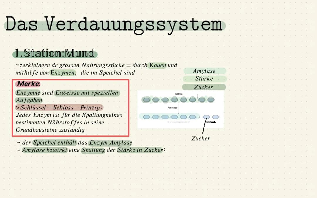Das Verdauungssystem