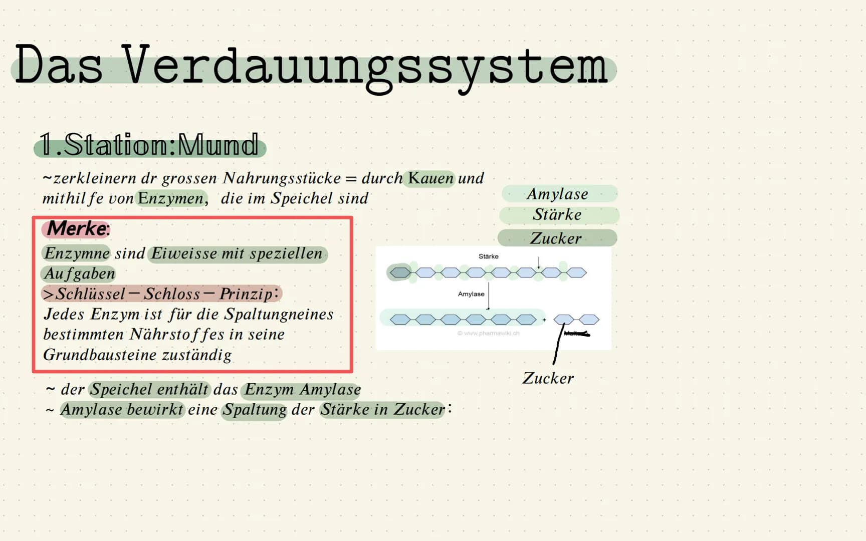 Das Verdauungssystem
1.Station: Mund
~zerkleinern dr grossen Nahrungsstücke = durch Kauen und
mithilfe von Enzymen, die im Speichel sind
Mer
