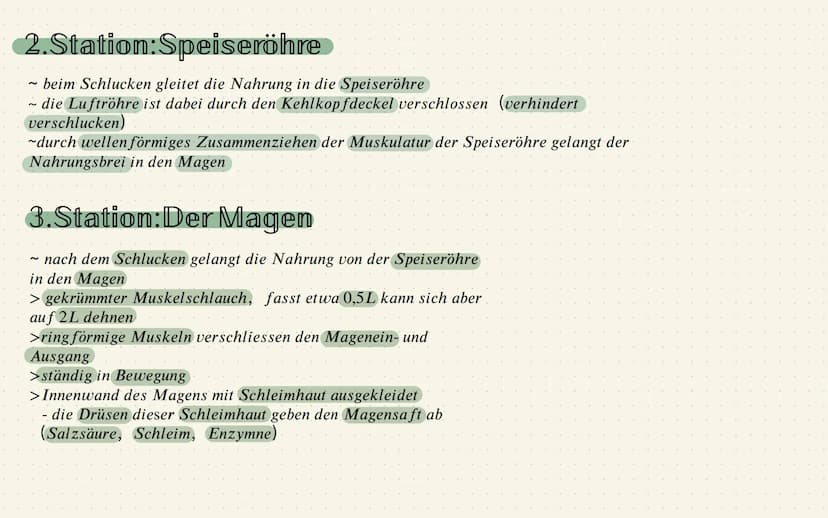 Das Verdauungssystem
1.Station: Mund
~zerkleinern dr grossen Nahrungsstücke = durch Kauen und
mithilfe von Enzymen, die im Speichel sind
Mer