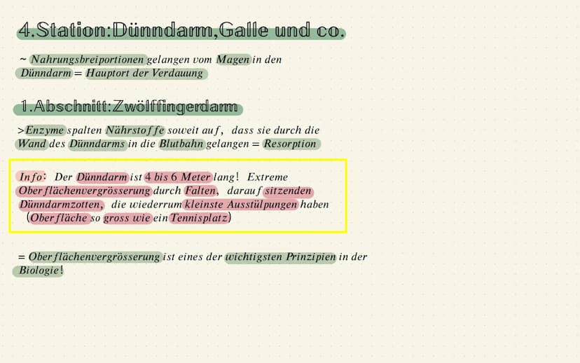 Das Verdauungssystem
1.Station: Mund
~zerkleinern dr grossen Nahrungsstücke = durch Kauen und
mithilfe von Enzymen, die im Speichel sind
Mer
