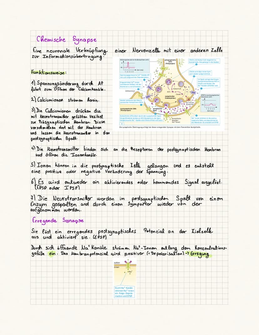 biologie Kursa rbeit
Fachbegriffe:
Reie physiologie Teilgebiet der Biologie, beschäftigt sich mit der Funktionsweise
des Nervensystems von T