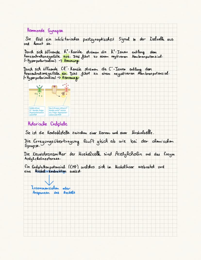 biologie Kursa rbeit
Fachbegriffe:
Reie physiologie Teilgebiet der Biologie, beschäftigt sich mit der Funktionsweise
des Nervensystems von T