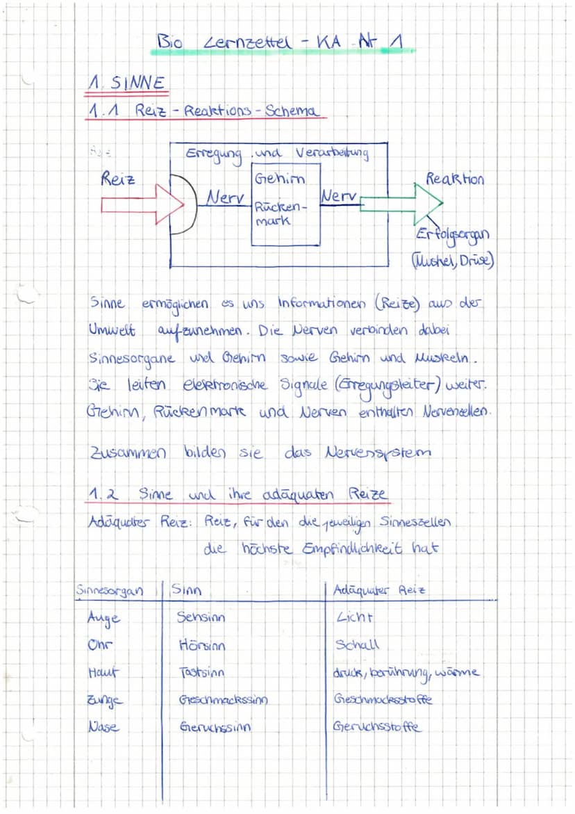 1.3 Sinneszellen als
Abb.: Sinneszellen als Signalwandler
Licht
Duftstoff
Geschmacksstoff
Schall
Auge
Nase
Signalwandler
Zunge
3
Ohr
Nerv
el