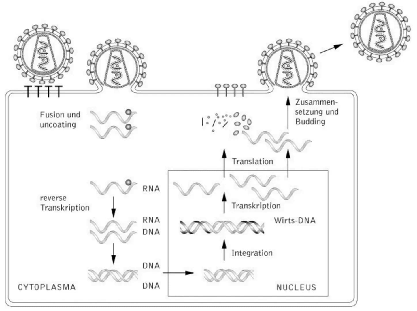 Immunologie UNSPEZIFISCHE
1. VERTEIDIGUNGSLINIE
AUBERE SCHUTZBARRIEREN
Wimpern
Lysozym in
Tränenflüssigkeit
und Speichel
Hustenreflex
Flimme
