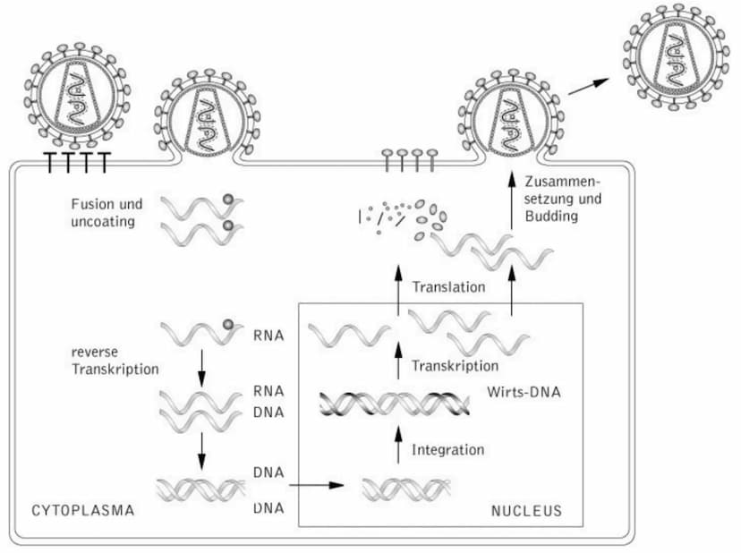 Immunologie UNSPEZIFISCHE
1. VERTEIDIGUNGSLINIE
AUBERE SCHUTZBARRIEREN
Wimpern
Lysozym in
Tränenflüssigkeit
und Speichel
Hustenreflex
Flimme