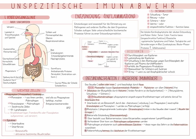 Immunologie UNSPEZIFISCHE
1. VERTEIDIGUNGSLINIE
AUBERE SCHUTZBARRIEREN
Wimpern
Lysozym in
Tränenflüssigkeit
und Speichel
Hustenreflex
Flimme