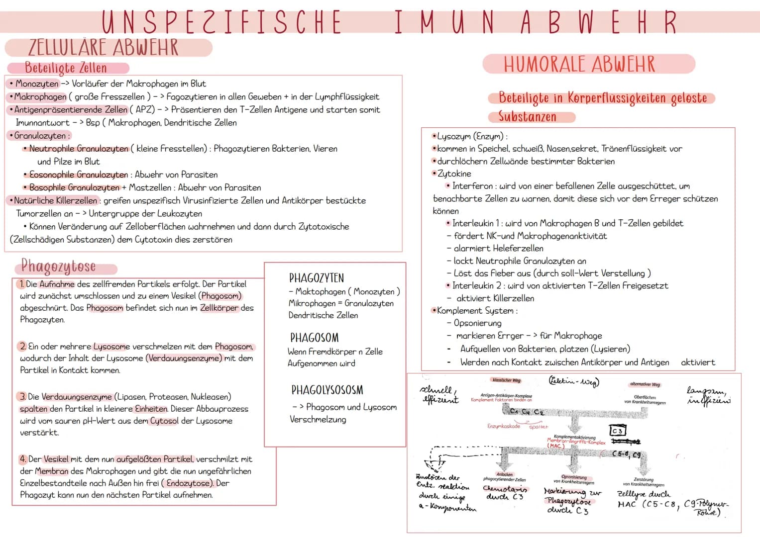 Immunologie UNSPEZIFISCHE
1. VERTEIDIGUNGSLINIE
AUBERE SCHUTZBARRIEREN
Wimpern
Lysozym in
Tränenflüssigkeit
und Speichel
Hustenreflex
Flimme