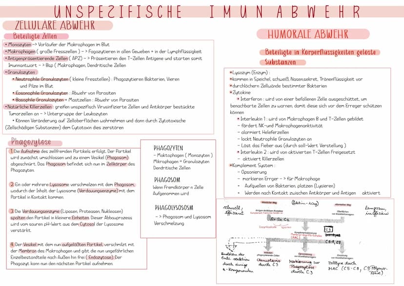 Immunologie UNSPEZIFISCHE
1. VERTEIDIGUNGSLINIE
AUBERE SCHUTZBARRIEREN
Wimpern
Lysozym in
Tränenflüssigkeit
und Speichel
Hustenreflex
Flimme