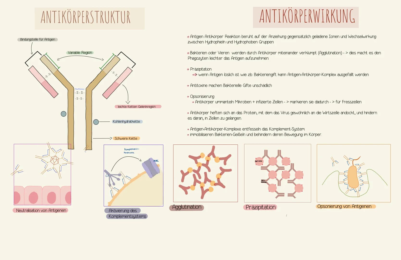 Immunologie UNSPEZIFISCHE
1. VERTEIDIGUNGSLINIE
AUBERE SCHUTZBARRIEREN
Wimpern
Lysozym in
Tränenflüssigkeit
und Speichel
Hustenreflex
Flimme