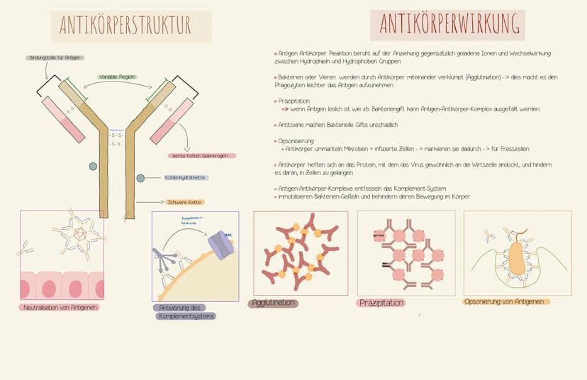 Immunologie UNSPEZIFISCHE
1. VERTEIDIGUNGSLINIE
AUBERE SCHUTZBARRIEREN
Wimpern
Lysozym in
Tränenflüssigkeit
und Speichel
Hustenreflex
Flimme
