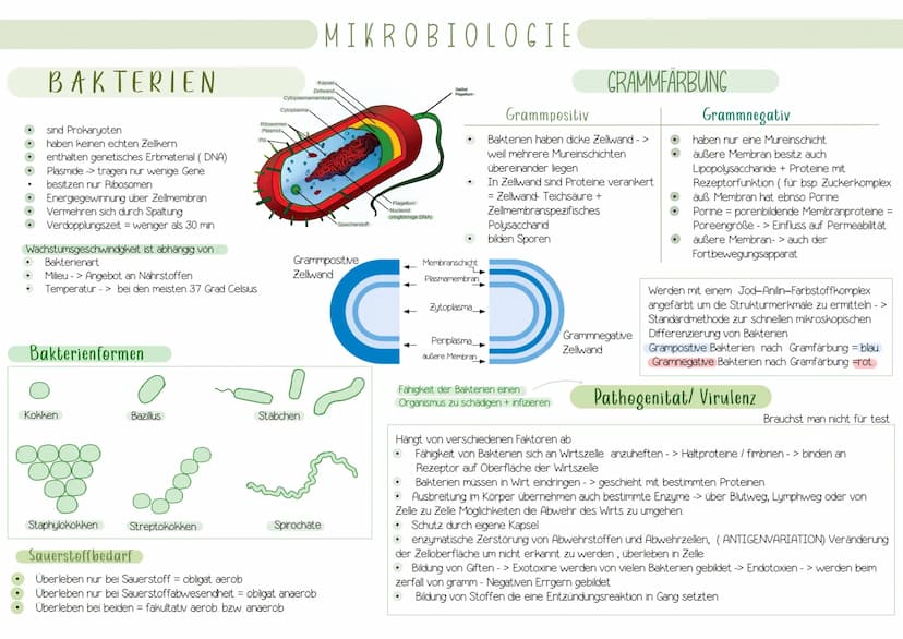 Immunologie UNSPEZIFISCHE
1. VERTEIDIGUNGSLINIE
AUBERE SCHUTZBARRIEREN
Wimpern
Lysozym in
Tränenflüssigkeit
und Speichel
Hustenreflex
Flimme