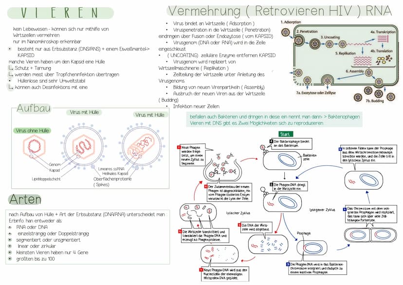 Immunologie UNSPEZIFISCHE
1. VERTEIDIGUNGSLINIE
AUBERE SCHUTZBARRIEREN
Wimpern
Lysozym in
Tränenflüssigkeit
und Speichel
Hustenreflex
Flimme