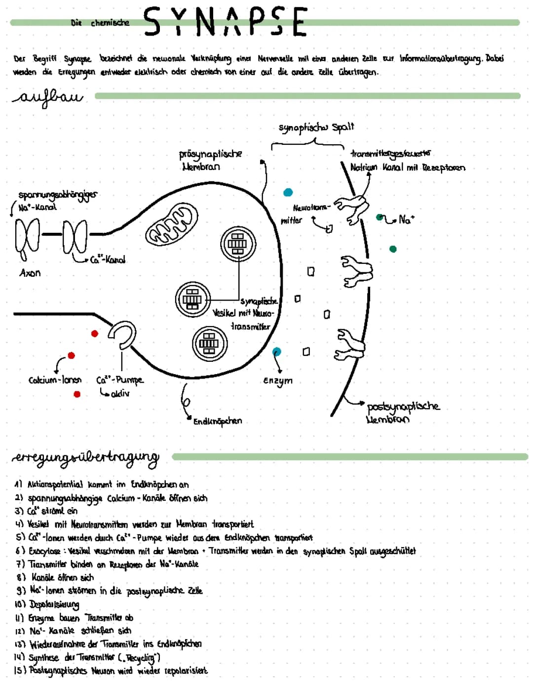 Synapse